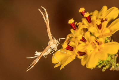 Plume Moth