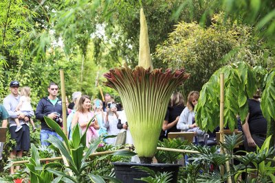 Corpse Flower (Amorphophillus titanum)