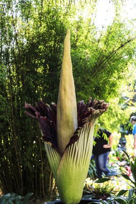 Corpse Flower (Amorphophillus titanum)