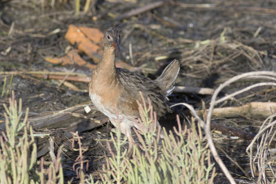 Ridgway's  Rail