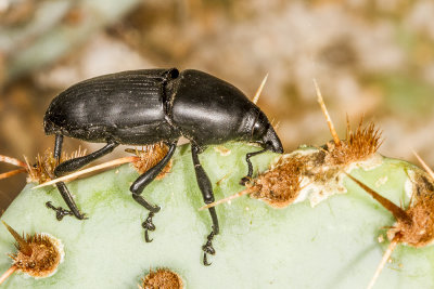 Prickly Pear Weevil (Cacophagus spinolae)