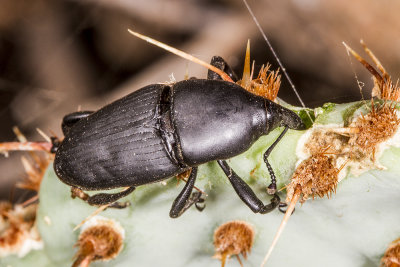 Prickly Pear Weevil (Cacophagus spinolae)