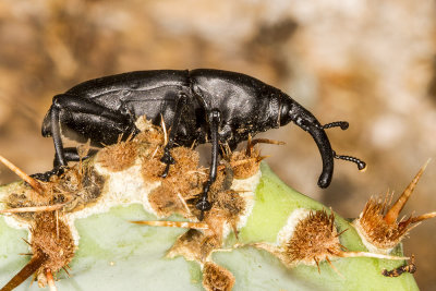 Prickly Pear Weevil (Cacophagus spinolae)