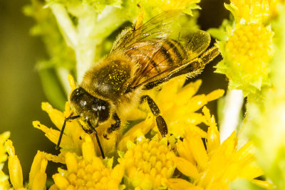 Honey Bee  (Apis mellifera)