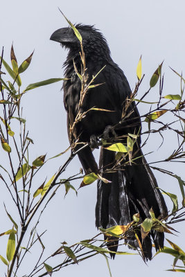 Groove-billed Ani