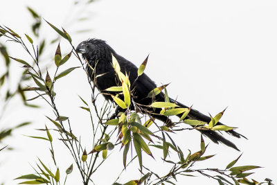 Groove-billed Ani