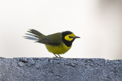 Hooded Warbler