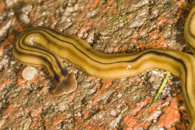 Hammerhead Worm  (Bipalium kewense)