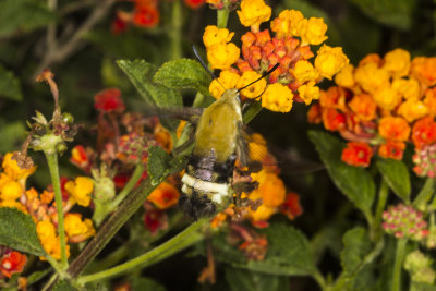 Western Snowberry Clearwing Moth  (Hemaris thetis)