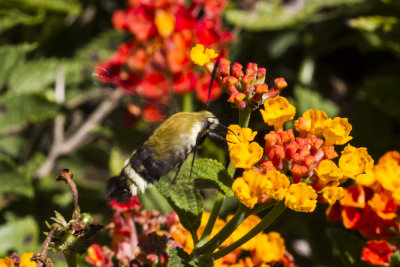 Western Snowberry Clearwing Moth (Hemaris thetis)