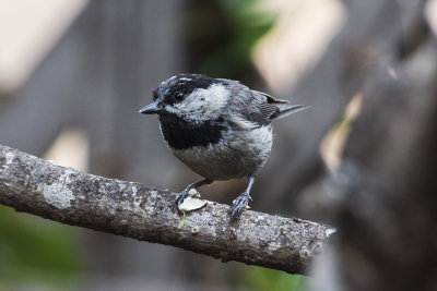 Mountain Chickadee