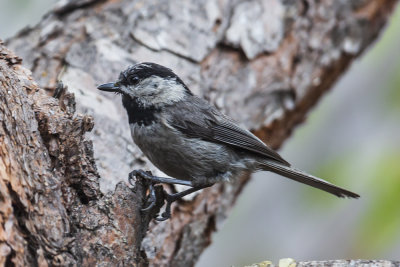 Mountain Chickadee