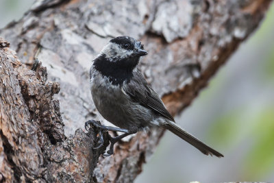 Mountain Chickadee