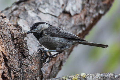 Mountain Chickadee