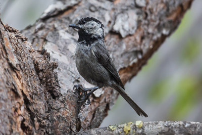 Mountain Chickadee
