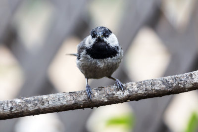 Mountain Chickadee