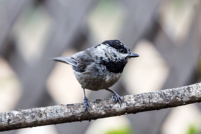 Mountain Chickadee