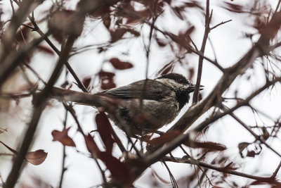 Mountain Chickadee