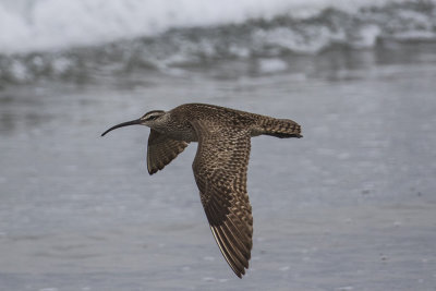 Whimbrel