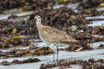 Whimbrel