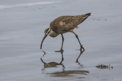 Whimbrel