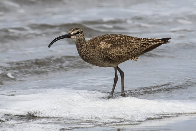 Whimbrel