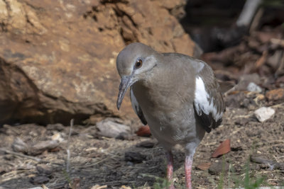 White-winged Dove
