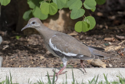 White-winged Dove