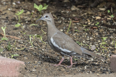 White-winged Dove