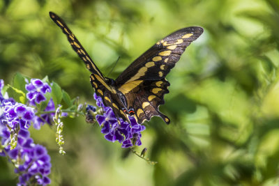 Giant Swallowtail (Papilio cresphontes)
