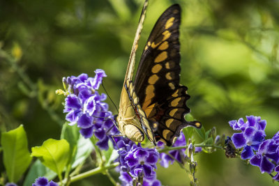 Giant Swallowtail (Papilio cresphontes)