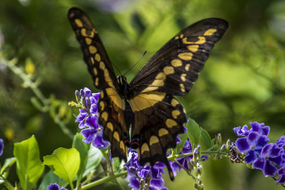 Giant Swallowtail (Papilio cresphontes)