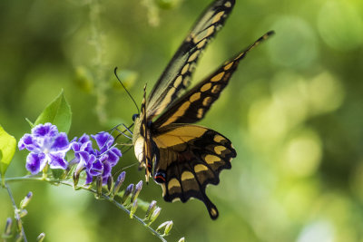Giant Swallowtail (Papilio cresphontes)