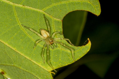 Long-legged Sac Spider (Cheiracanthium inclusum)