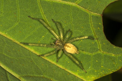 Long Legged Sac Spider ( Cheiracanthium inclusum )
