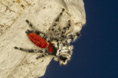 Jumping spider (Phidippus adumbratus)