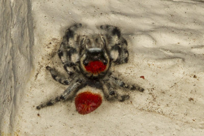 Jumping spider (Phidippus adumbratus)