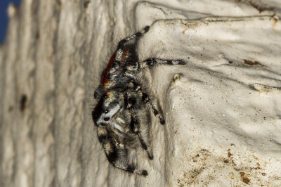 Jumping spider (Phidippus adumbratus)