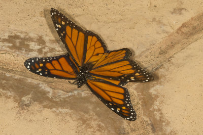 Monarch (Danaus plexippus)