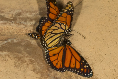 Monarch (Danaus plexippus)