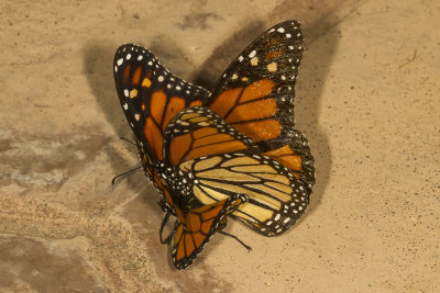 Monarch (Danaus plexippus)
