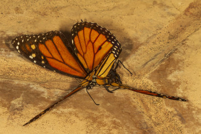 Monarch (Danaus plexippus)
