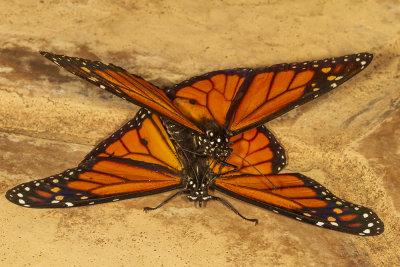 Monarch (Danaus plexippus)