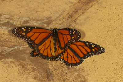 Monarchs Mating