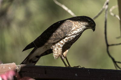 Sharp-shinned Hawk