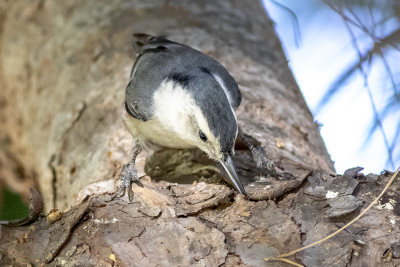 White-breasted Nuthatch