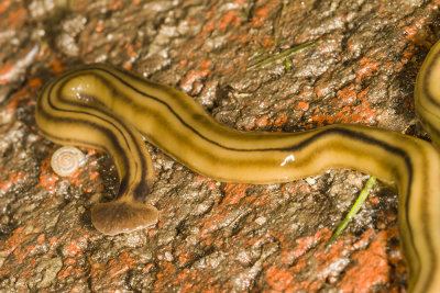 Hammerhead Worm  (Bipalium kewense)