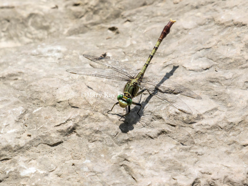Jade Clubtail male #2016-002 _2MK1605.jpg