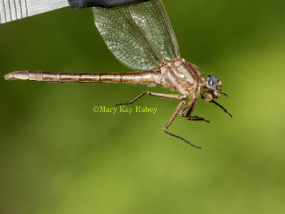 Dusky Clubtail female #2016-001 _MKR2535.jpg