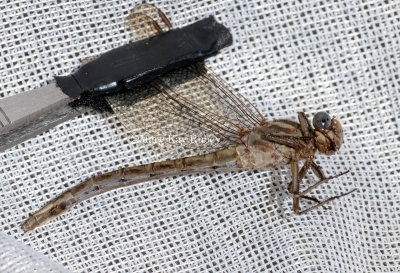 Dusky Clubtail female #2016-001 _MKR2558.jpg